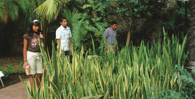 El Jardín Botánico Didáctico en la ciudad de Campeche. Foto: Ignacio Guevara. Jardín Botánico