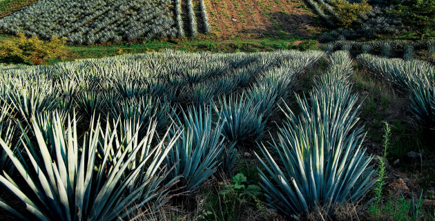 Sembradíos de agave azul en las afueras de Tequila, Jalisco