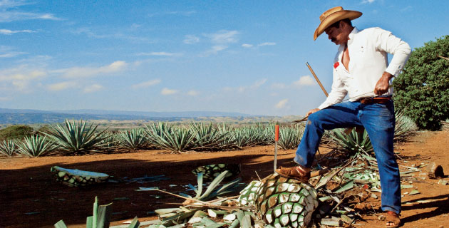 Jimador en Tequila, Jalisco