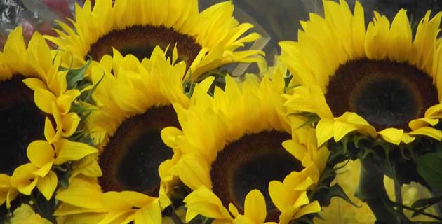 Fotos de la semana: flores, pirámides y peregrinos / México Desconocido