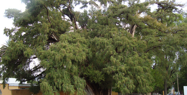 Imagen del ahuehuete es un árbol típico del Valle de México. / 