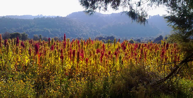 Campos de amaranto. / Foto: FaNia Vandelay