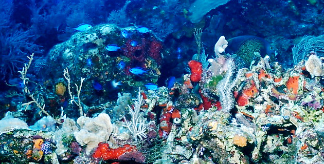 Arrecife en Cozumel