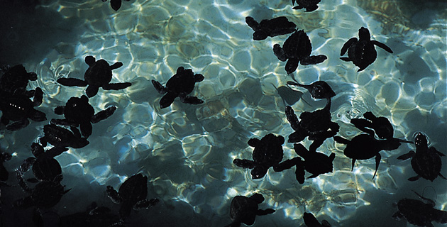 Crías de tortugas en el tortugario del poblado de Cuyutlán. / Foto: Rafael Doniz