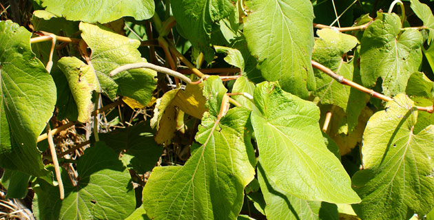 Hoja santa, utilizada como analgésico en la medicina tradicional. / Foto: Archivo de Proyectos