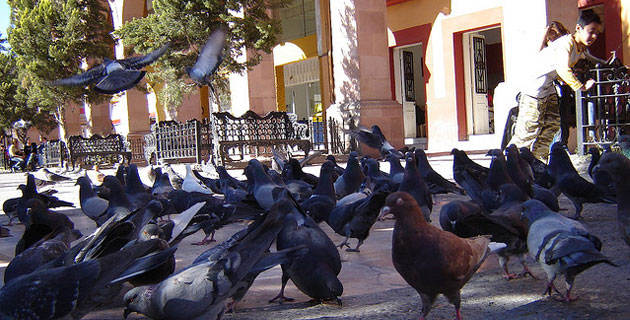 Palomas en la Plaza de Armas de Saltillo. / Foto: antresmh