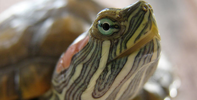 tortuga_mexico / yum9me