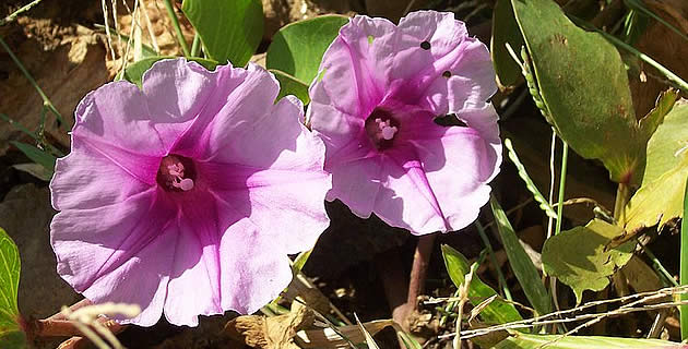Se le conoce en México como Riñonina o Rompepiedra, por su uso terapeutico contra los cálculos renales. / Foto: B.navez