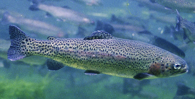 Trucha arcoiris (Oncorhynchus mykiss). / Foto: Engbretson, Eric / U.S. Fish and Wildlife Service