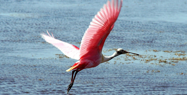 hablando_aves / México Desconocido