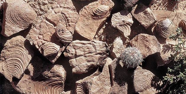 Fósiles en la Reserva de la Biosfera Bolsón de Mapimí
