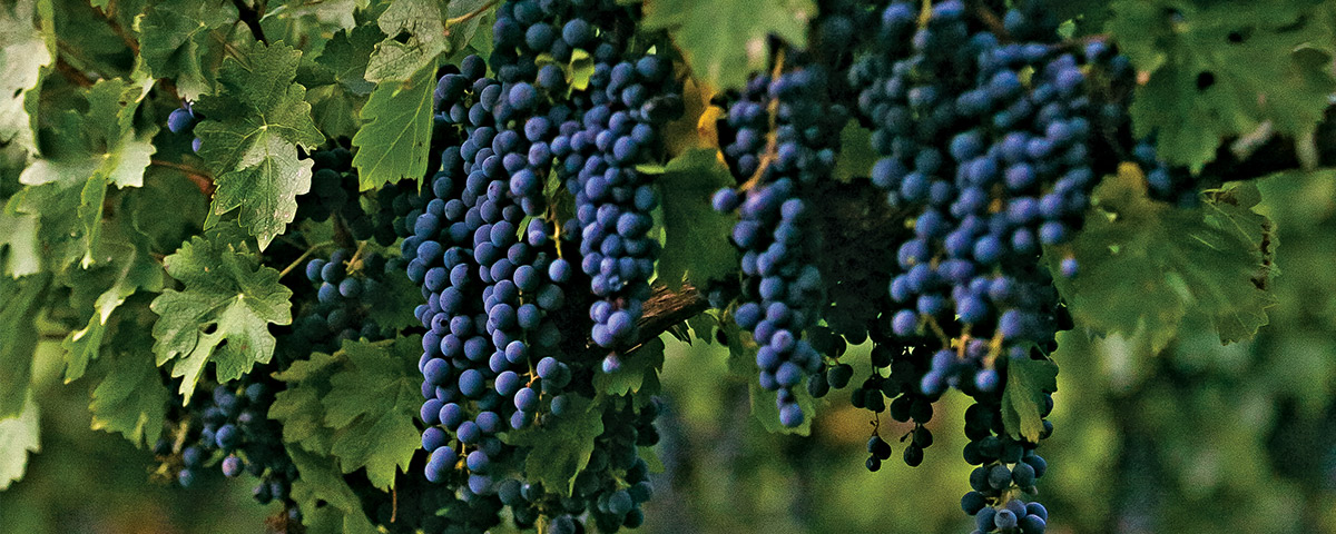 5 datos curiosos del vino mexicano fifu