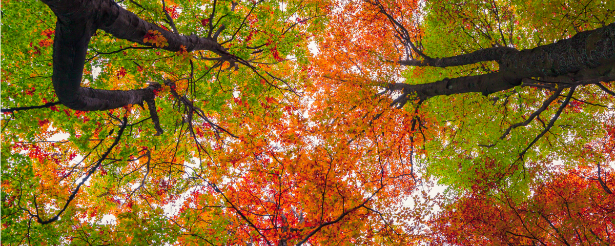 4 paraísos naturales que se tiñen de color en otoño