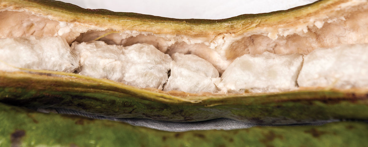 Cuajinicuil, un fruto muy mexicano
<br> 