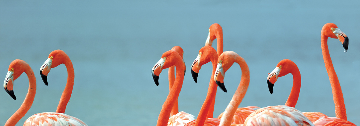 Ecoturismo en Celestún, Yucatán fifu