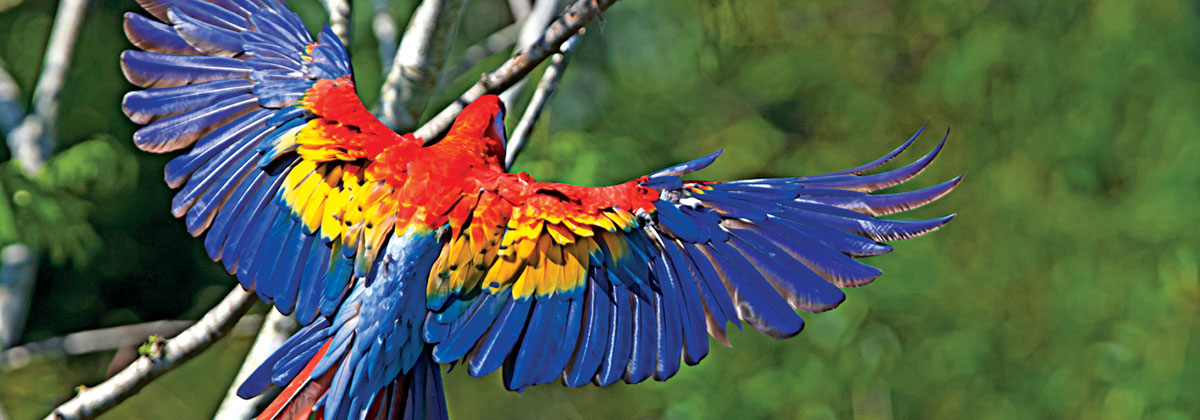 10 postales de aves de México