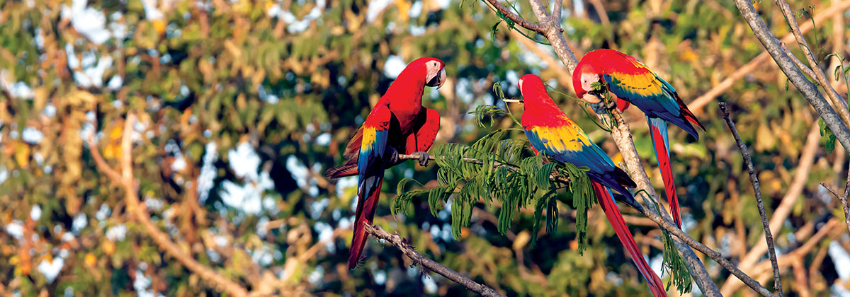 Liberación de guacamayas rojas en Palenque, Chiapas fifu