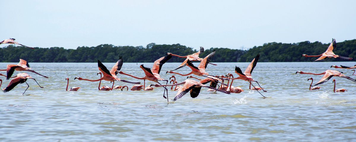 Ruta Isla Arena: De Campeche a Isla Arena fifu
