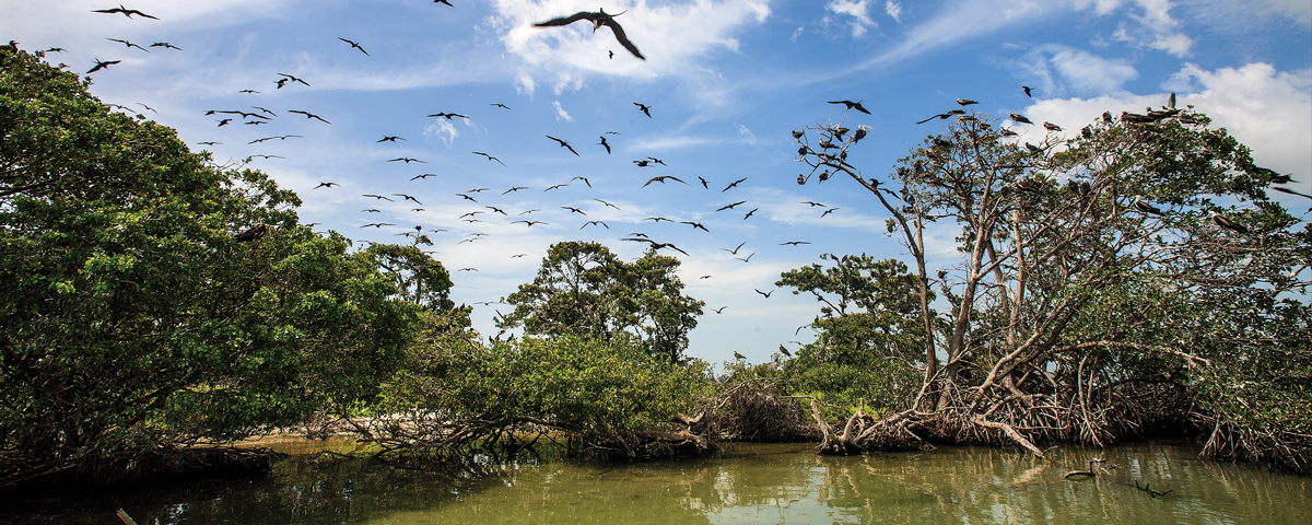 Ruta Encantos del Usumacinta: De Ciudad del Carmen a Isla Aguada fifu