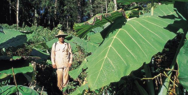 Verde paraíso para los aventureros (Chiapas) fifu