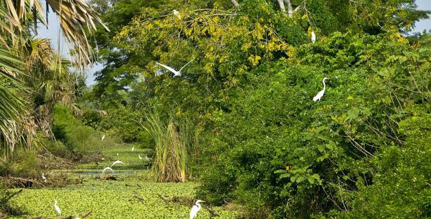 La Encrucijada, Chiapas (3. La Fauna) fifu