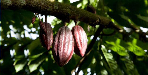 Paraíso, Tabasco. La tierra del cacao fifu