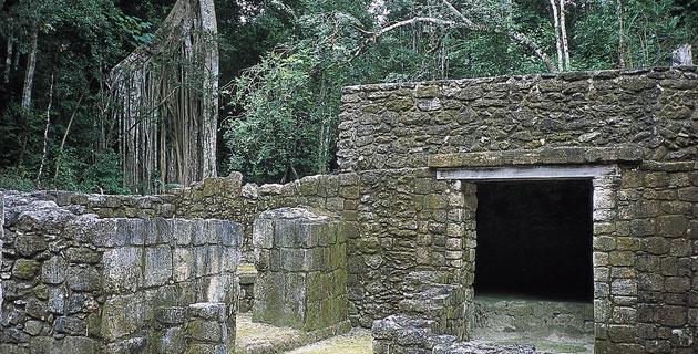 Reserva de la Biosfera de Calakmul fifu
