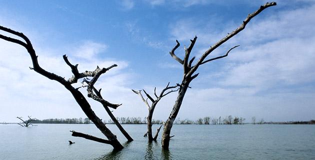 Tamaulipas. El estado cinegético por excelencia fifu