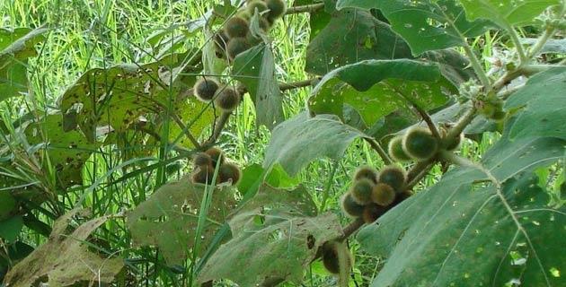 Mala Mujer Planta Medicinal Mexico Desconocido