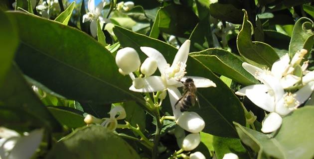 La flor de de azahar y sus propiedades medicinales fifu