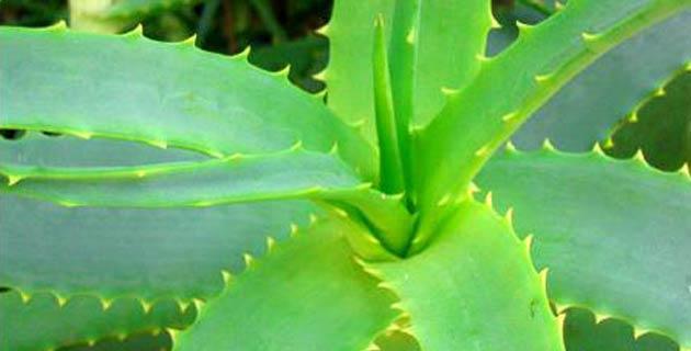 Sabila O Aloe Vera Caracteristicas Y Beneficios Mexico Desconocido