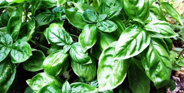 Albahácar: propiedades medicinales fifu
