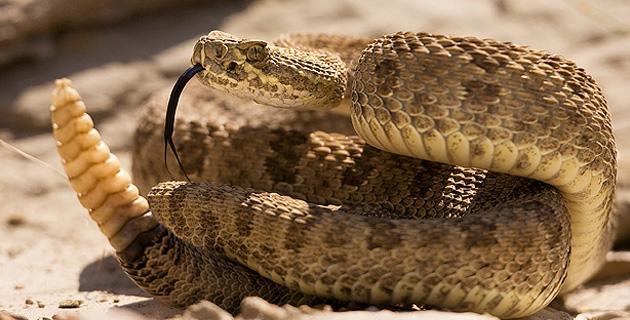 La serpiente de cascabel - México Desconocido