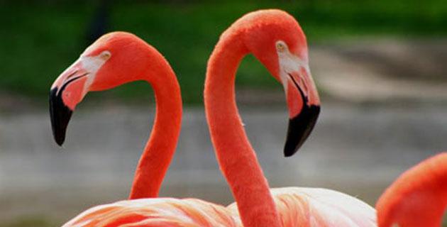 Los flamencos rosados de Ría Celestún, Yucatán fifu