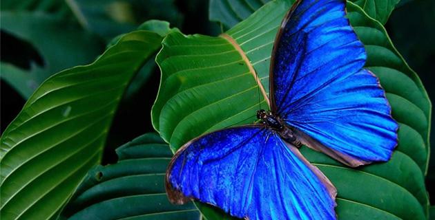 Mariposa Morfo: vuelo azul en el trópico mexicano fifu
