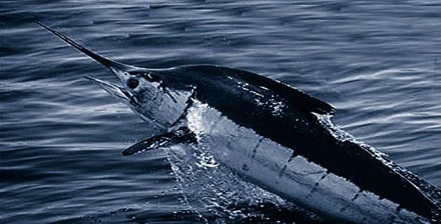 Pesca de Marlin, Vela, Dorado, Espada, Lubina y Trucha fifu