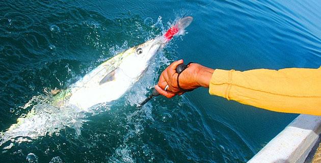 Pesca deportiva en Baja California Sur fifu