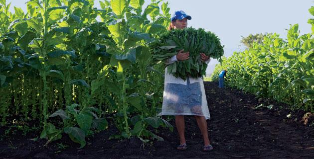 Anecdotario del tabaco en San Andrés Tuxtla fifu