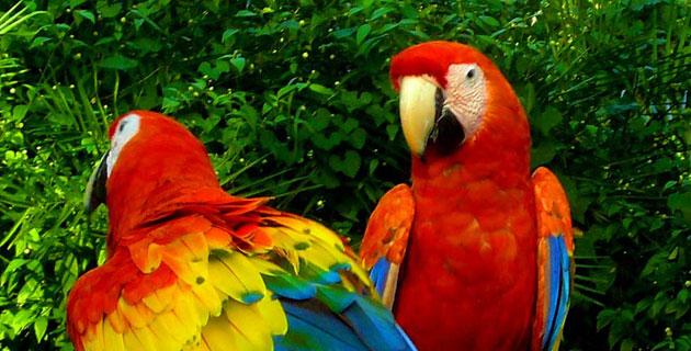 Xcaret es ganador del Record Guiness en conservación fifu