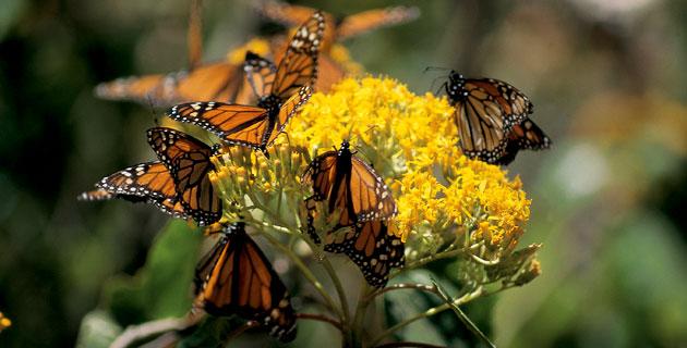Mariposas, flores que vuelan fifu