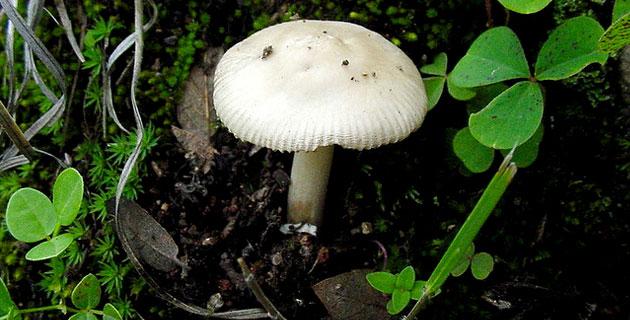 Un gran desconocido: el hongo fifu