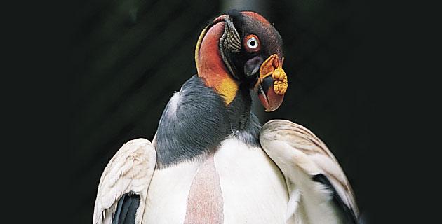 Zoológico Regional Miguel Álvarez del Toro, Chiapas fifu