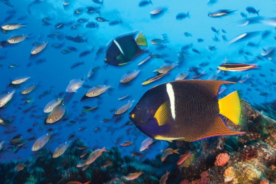 Maravíllate viendo la colorida vida marina de Cozumel / Luis Javier Sandoval
