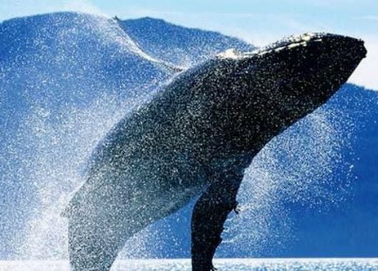 Pocos saben sobre el avistamieto de ballenas en Mazunte