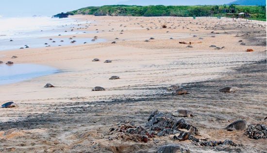 Michoacán y sus mejores playas