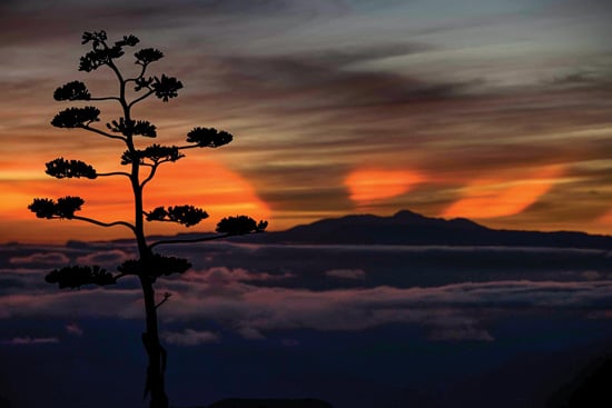 Roberto Pedraza / Con la última luz del día, la flor de un viejo agave se despide de la silueta del Cerro del Zamorano. 