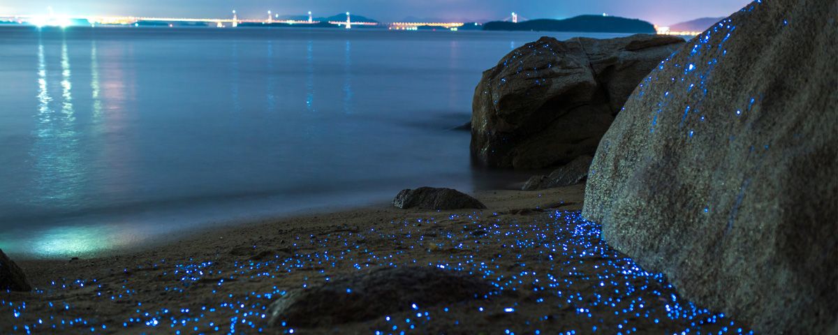 Playas bioluminiscentes en México, un espectáculo de luz marino