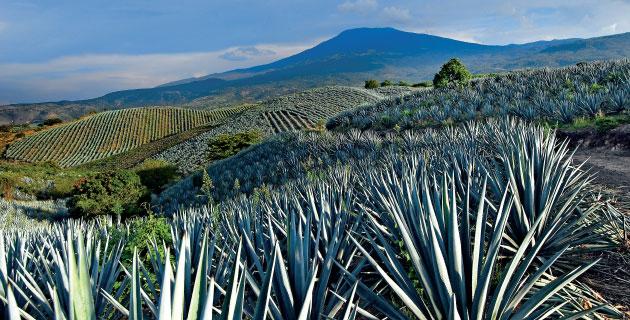 El paisaje agavero, esencia de la tradición fifu