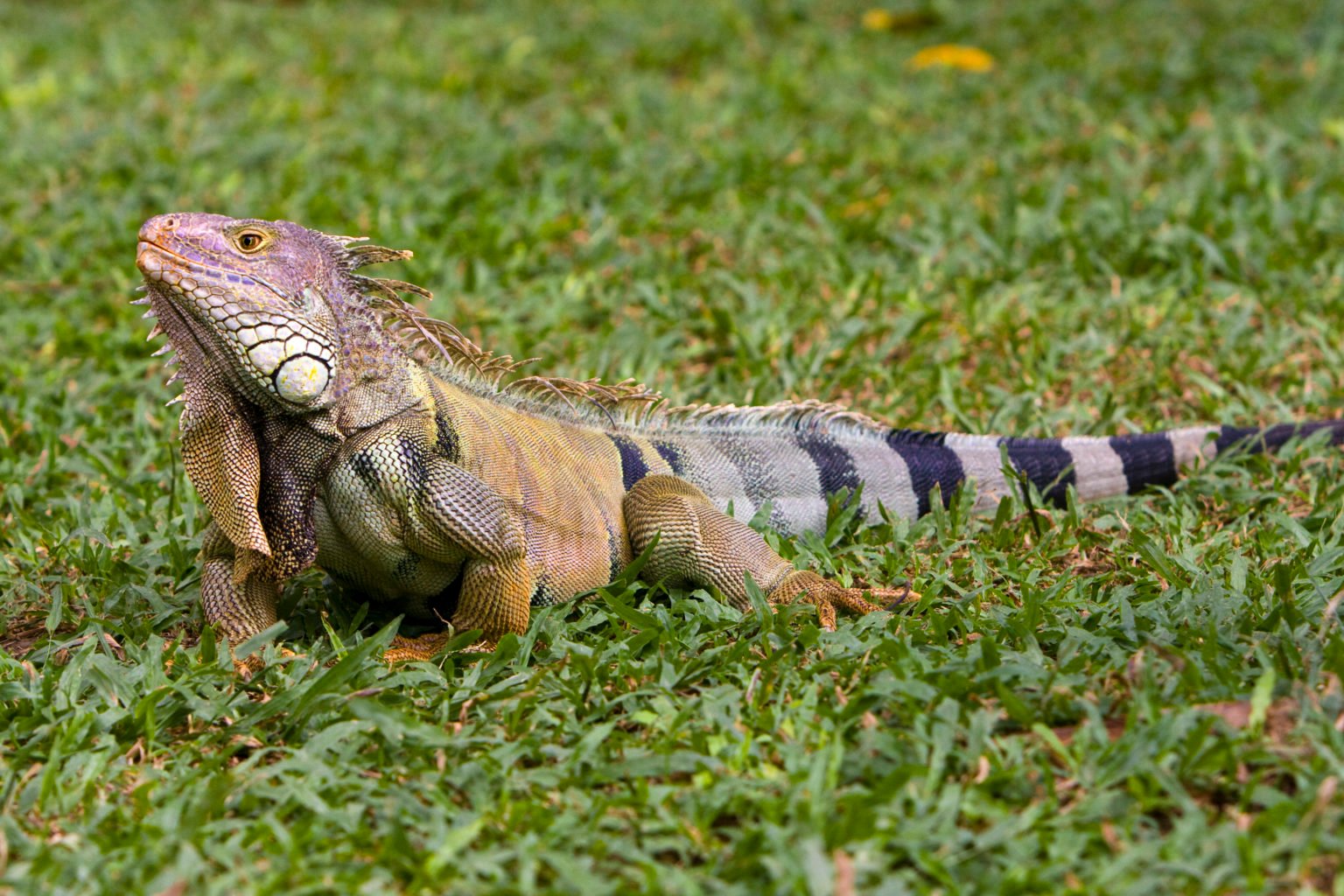 iguana tours mexique