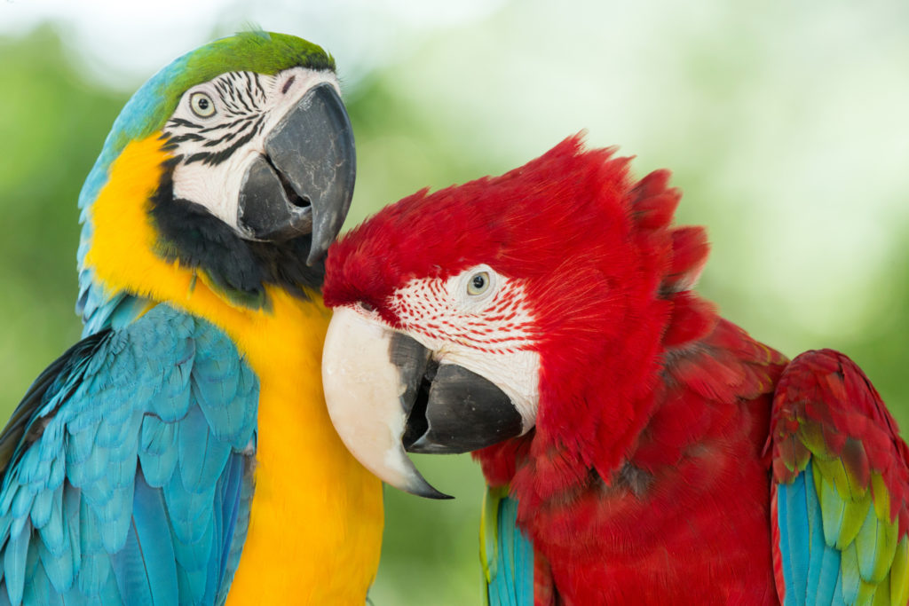 parrots parrots